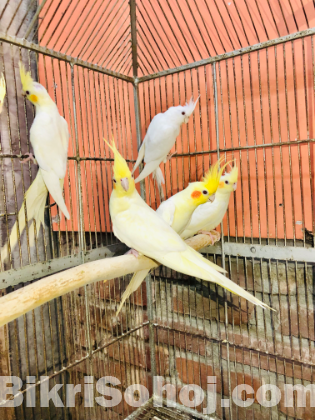 Cocatiel bird
